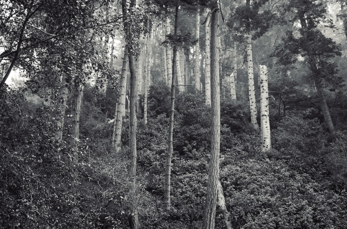sentinels