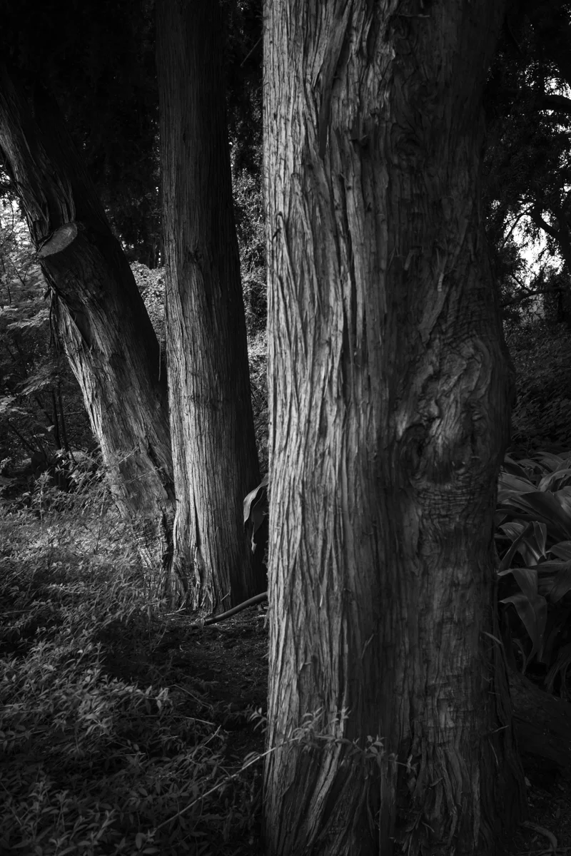sentinels