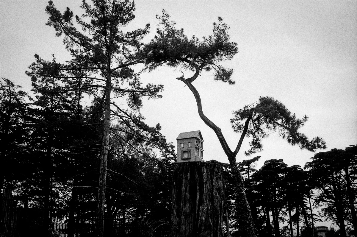 Tree House