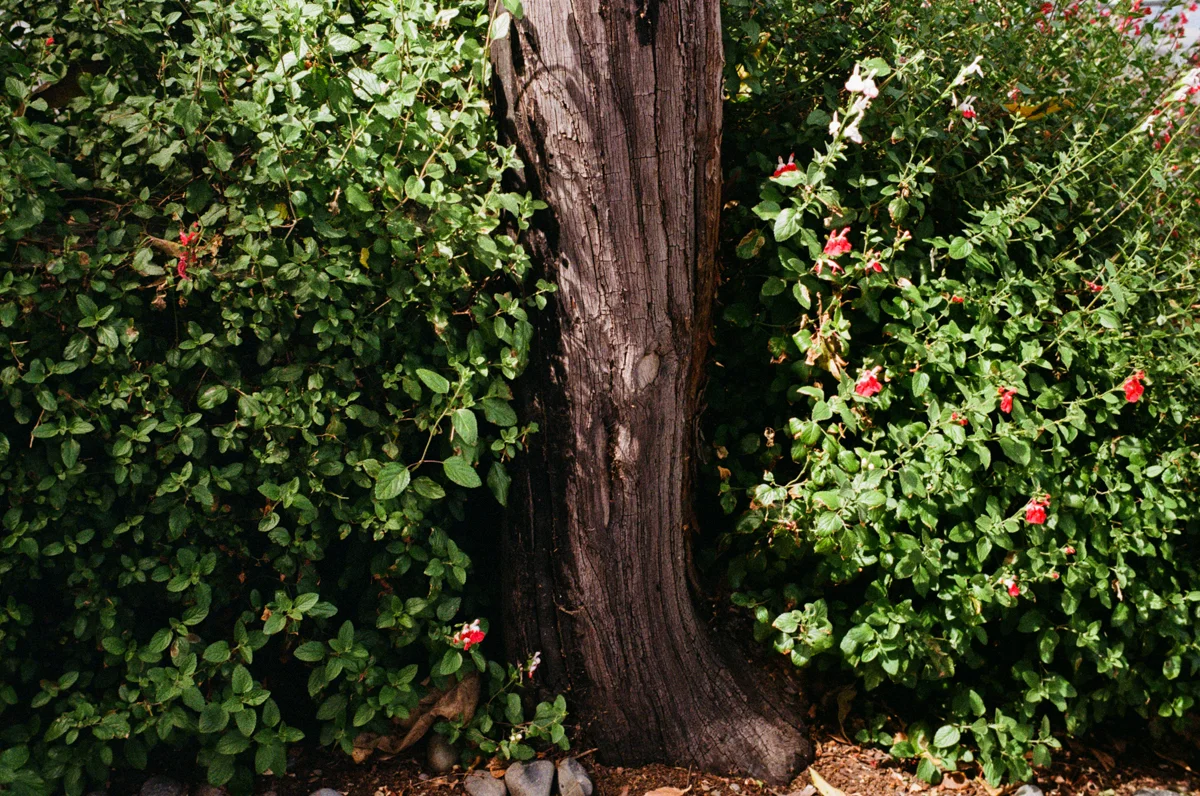 Homer tree